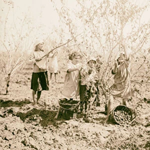 Jewish colonies settlements Richon le Zion Picking almonds