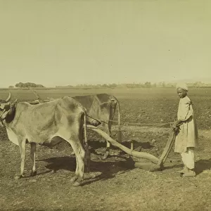 man plowing Faiyum Egyptian Egypt 1865-1875