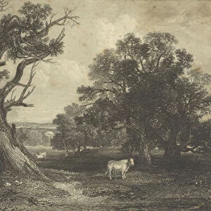Pastoral Scene Cows Bulls British England 1843