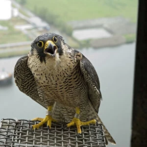Peregrine Falcon at nestsite, Falco peregrinus