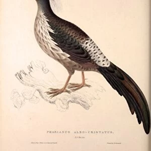 Phasianus Albo-Cristatus, Pheasant. Birds from the Himalaya Mountains, engraving
