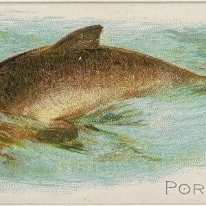 Porpoise Fish American Waters series N8 Allen & Ginter Cigarettes Brands