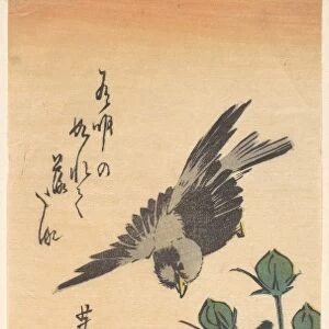 Sparrow Hibiscus Edo Period 1615-1868 Ca 1834