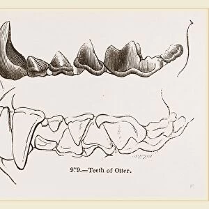 Teeth of Otter