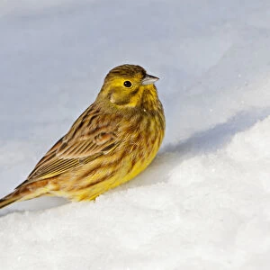 Yellowhammer perched in the snow, Emberiza citrinella