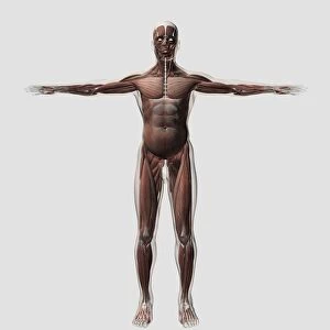 Anatomy of male muscular system, front view