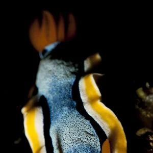 Annas chromodoris nudibranch sea slug