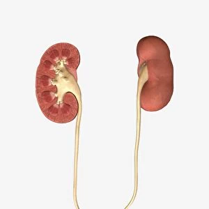 Conceptual image of kidneys showing renal pelvis and ureter