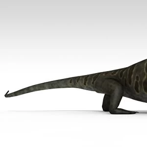 Cotylorhynchus, a large synapsid of the Early Permian period