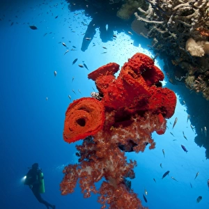 Diver looks on at a bright red soft coral and sponge hanging from a cave