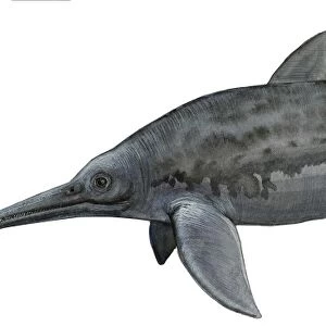 Illustration of a prehistoric Platypterygius kiprijanoffi