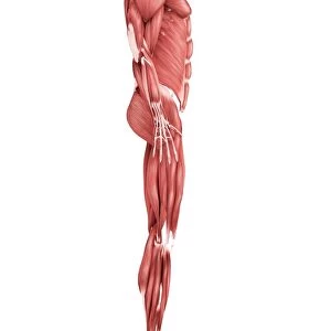 Medical illustration of male muscular system, side view