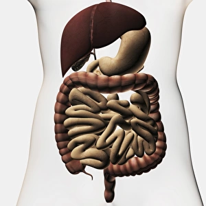 Medical illustration showing the human digestive system