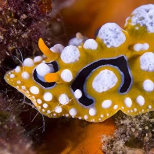 Nudibranch on coral, Papua New Guinea