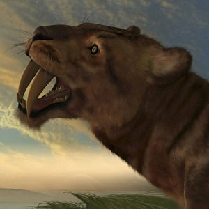 The Saber-Tooth Cat with dagger like front canine teeth