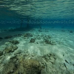 Shallow waters under Salt Pier, Bonaire, Caribbean Netherlands