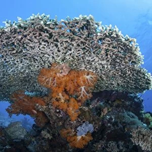 Soft corals grow beneath a large table coral in Indonesia