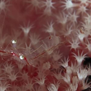 Translucent red shrimp on pink soft coral, North Sulawesi