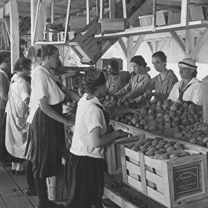 World War I farmerettes packing peaches on a farm in Leesburg, Virginia, 1917