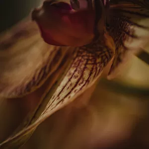 Botanical Series - Orchid 1/2
