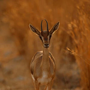 Gazella Portrait