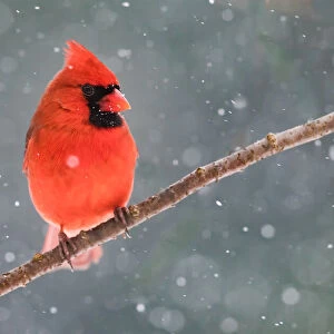 Mr. Cardinal in the snow
