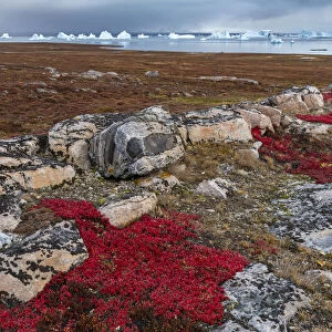 Alpine bearberry (Arctous alpina) on tundra in autumn and boulderrs at Sydkapp (South Cape)