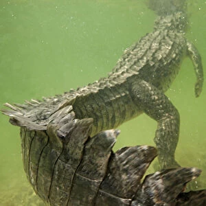 American crocodile (Crocodylus acutus) rear view of animal resting in shallow water