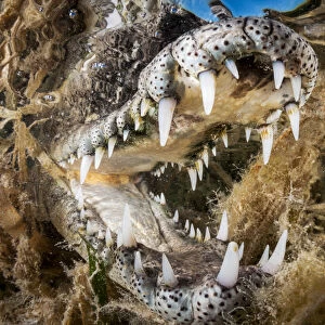 American crocodile (Crocodylus acutus) with open mouth amongst Seagrass (Alismatales)