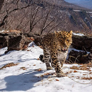 Amur leopard (Panthera pardus orientalis) walking up snowy mountain slope with rocks behind, Land of the Leopard National Park, Russian Far East. Critically endangered. Taken with remote camera. March