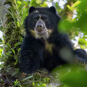 Andean bear / Spectacled bear (Tremarctos ornatus) resting in tree in cloud forest, looking down, Ecuadorian Choco, Pichincha, Ecuador