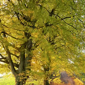 Autumnal trees along the West Mendip Way, Draycott Sleights Nature Reserve, Somerset, England, UK. November, 2022