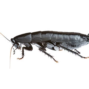 Black cockroach (Polyzosteriinae) Torndirrup National Park, Western Australia. Meetyourneighbours