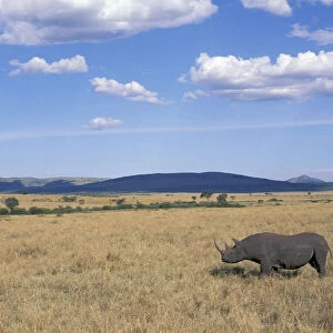 Black rhinoceros {Diceros bicornis} on savanna, Kenya
