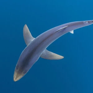 Blue shark (Prionace glauca) as it cruises beneath the surface of the English Channel