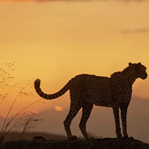 Cheetah (Acinonyx jubatus) silhouetted at sunset, Spain. Captive