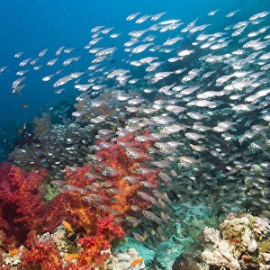 Coral reef scenery with Gorgonian and shoal of Pygmy / Glassy sweepers (Parapriacanthus