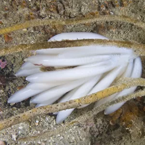 Eggs of European Squid (Loligo vulgaris). Channel Islands, UK, July