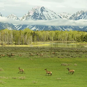 Elk / Wapiti (Cervus canadensis) herd with young on meadowland against the Grand Tetons