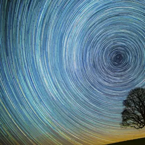 English oak tree (Quercus robur) at night silhouetted against circle of star trails