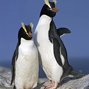 Erect Crested Penguin