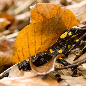 European / Fire salamander (Salamandra salamandra) amongst dead leaves on forest floor