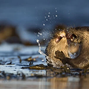 Two European river otters (Lutra lutra) fighting over a fish, Isle of Mull, Inner Hebrides