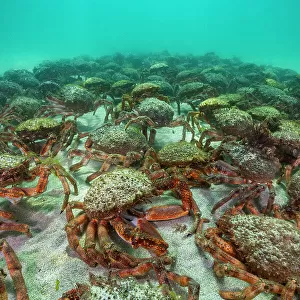 European Spider crab aggregation (Maja squinado) St. Ives, Cornwall. August