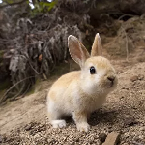 Feral domestic rabbit (Oryctolagus cuniculus) Okunojima Island, also known as Rabbit Island
