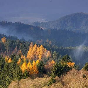 Forest in autumn, Rynartice, Ceske Svycarsko / Bohemian Switzerland National Park
