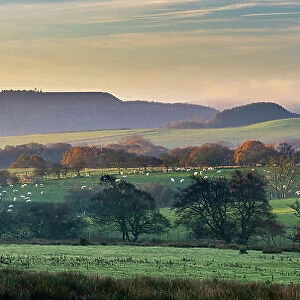 Grazing sheep and rural landscape in early morning light, Harwood Dale, North Yorkshire, England, UK. November, 2021