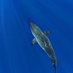 Great white shark (Carcharodon carcharias) from above. Guadalupe Island, Baja California, Mexico