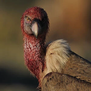 Griffon vulture (Gyps fulvus) portrait, head covered in blood from feeding, Montejo de la Vega