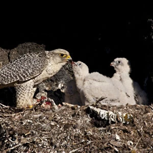 Gyrfalcon (Falco rusticolus) feeding chick, Thingeyjarsyslur, Iceland, June 2009